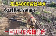 近4000元比特犬，天价宠物背后的故事