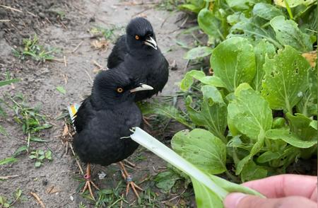 揭秘八哥的杂食性：原来它们这么爱吃小白菜