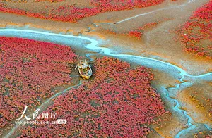 山东青岛红海滩：梦幻般的自然美景