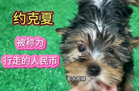 金头银背约克夏：贵族犬的美丽传说