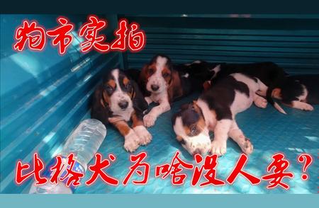 揭秘狗市现状：比格犬价格与价值之谜