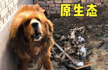 原生态藏獒：犬中之王，勇猛扑咬的魅力