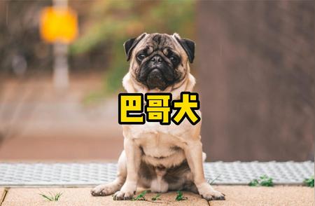 巴哥犬：丑萌之魅力