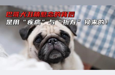 八哥犬丑萌背后的隐患：疾病与折寿真相揭秘