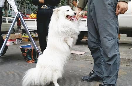 揭秘狐狸犬前腿被主人用手拉着的秘密