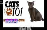 哈瓦那棕猫品种解析：探索神秘与优雅的美猫世界