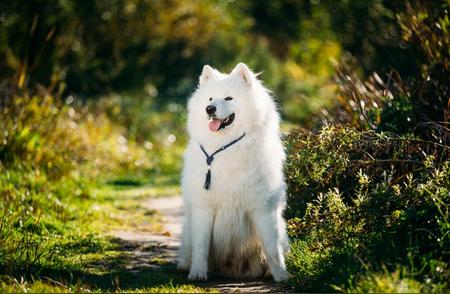 萨摩耶犬：宠物狗系列中的雪地精灵