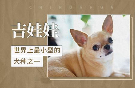 吉娃娃：揭秘世界上最迷你的犬种