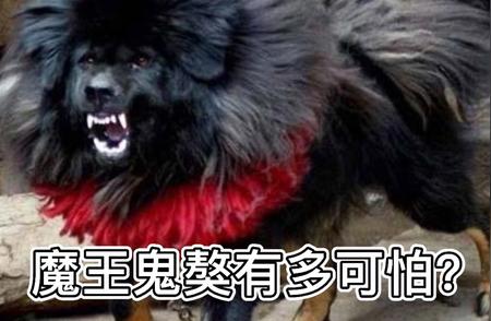 揭秘罕见魔王鬼獒：神秘外貌下的真实故事