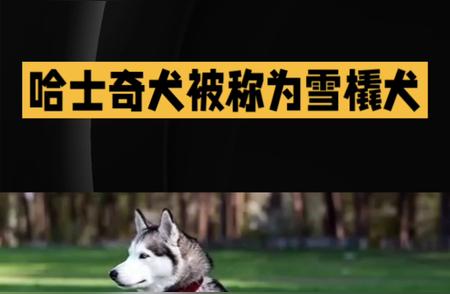 哈士奇犬品种大解密：独特魅力的来源