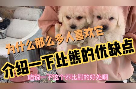 比熊犬：优缺点全面解析，了解它的魅力所在！