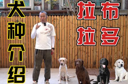 拉布拉多犬品种大全：你了解多少？