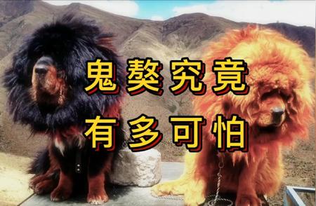 揭秘鬼獒的真实面貌，神秘犬种背后的真相