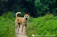 探索中国本土狗的品种，涨知识时刻开始！