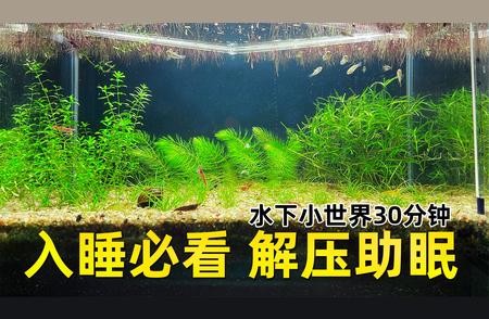 入睡必看：水族世界治愈版，轻松助你进入梦乡