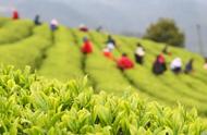 谷雨时节采茶忙：古韵新采的十首诗词鉴赏