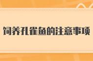 孔雀鱼的饲养方法与技巧