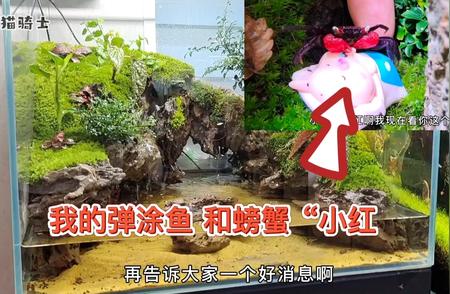 淡水里的奇特海洋生物：海水鱼与淡水鱼的奇妙融合！