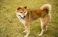 探索秋田：日本的独特纪念犬种