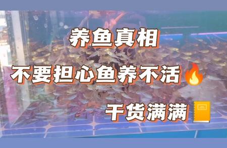 养观赏鱼的几大关键要素：从预防疾病到增强体质