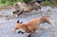 挪威森林猫的猎狐之旅：狐狸被吓得尿裤子