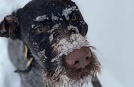 狗狗滑雪之旅：突然的狂吠，揭示了什么？