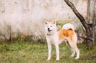 为何秋田犬被誉为“日本国宝”，却鲜有人养？