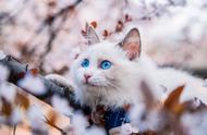 魅力无边的“行走的香奈儿”布偶猫，你了解它的几大优点吗？