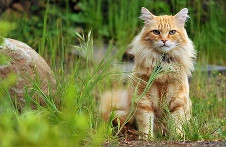 猫界“纸老虎”揭秘：这5种猫，外表与内在大不同