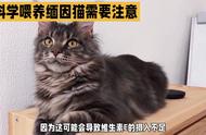 科学饲养缅因猫的秘诀