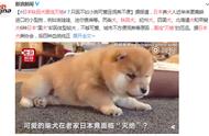 秋田犬濒临灭绝，体型大成为日本人的排挤原因？网友：这依然无法掩盖它的可爱