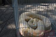 郑州市动物园接收一只“落单”黄金蟒，市民请避免私自饲养和放生野生动物