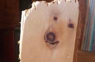 竞拍比利时木块犬，谁出价高谁得