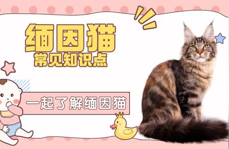 缅因猫：家庭宠物猫的最佳选择，你了解吗？