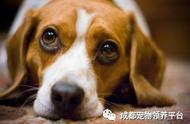 被遗弃的宠物之星：比格犬的故事