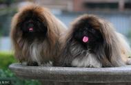 「毛茸茸的伴侣」：北京犬，我国最受欢迎的宠物狗