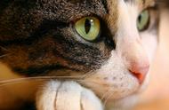 猫在夜晚的视力如何？它们的眼睛为何会发光？