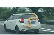 高速公路上黄金蟒现身车尾？如何有效防蛇？