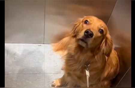 电梯里的神秘放屁者，金毛狗狗的眼神指向了谁？