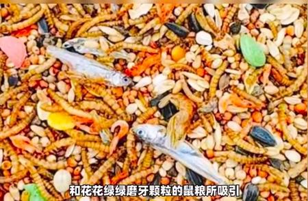 仓鼠健康饮食指南：金丝熊的营养需求与粮食选择