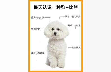 每日一狗：比熊犬的全面认识