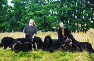 英国夫妇养育8只超过百斤的巨型犬，生活仿佛养了一群熊
