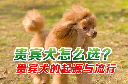 如何选购贵宾犬？全面解析其起源与流行趋势！