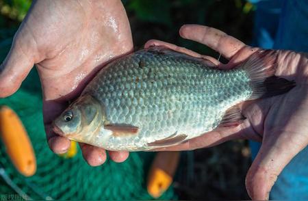 野钓高手揭秘：鲫鱼最爱的饵料大公开！