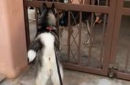 哈士奇遇看门犬狂吠，反应出乎意料地高兴