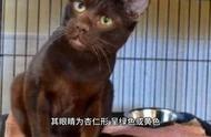 哈瓦那棕猫：兼具美丽与亲和力的活泼宠物