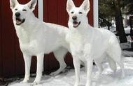 白色牧羊犬：世界名犬的优雅代表