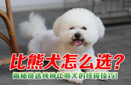 挑选纯种比熊犬的终极指南