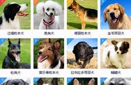 揭秘狗狗智商排名：前8位犬种展现惊人智慧