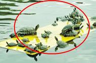 巴西红耳龟：世界最危险的入侵物种，专家警示放生的危害